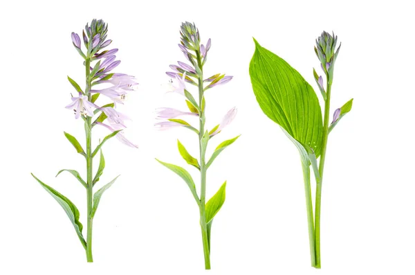 Groene Hosta Bloemen Bladeren Foto Van Studio — Stockfoto