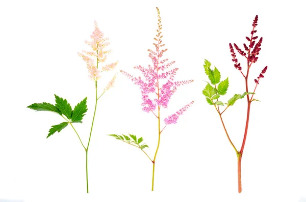 Flores Coloridas Hojas Astilbe Estudio Foto — Foto de Stock