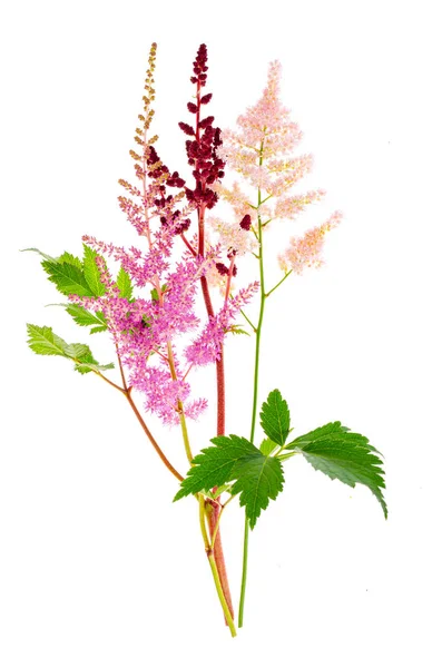 Flores Coloridas Hojas Astilbe Estudio Foto — Foto de Stock