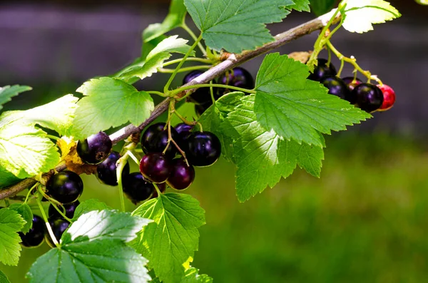 Blackcurrant Berries Ripen Bush Growing Outdoors — Stock Photo, Image