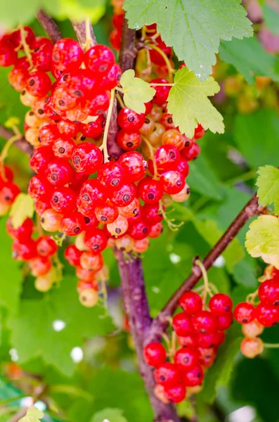 Redcurrant Berries Ripen Bush Studio Photo — Stock Photo, Image