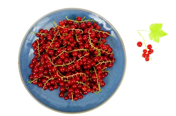 Berries Red Currants Blue Plate Vegetarian Menu Studio Photo — Stock Photo, Image