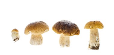 Beyaz üzerine izole edilmiş yenilebilir orman porcini mantarları. Stüdyo Fotoğrafı