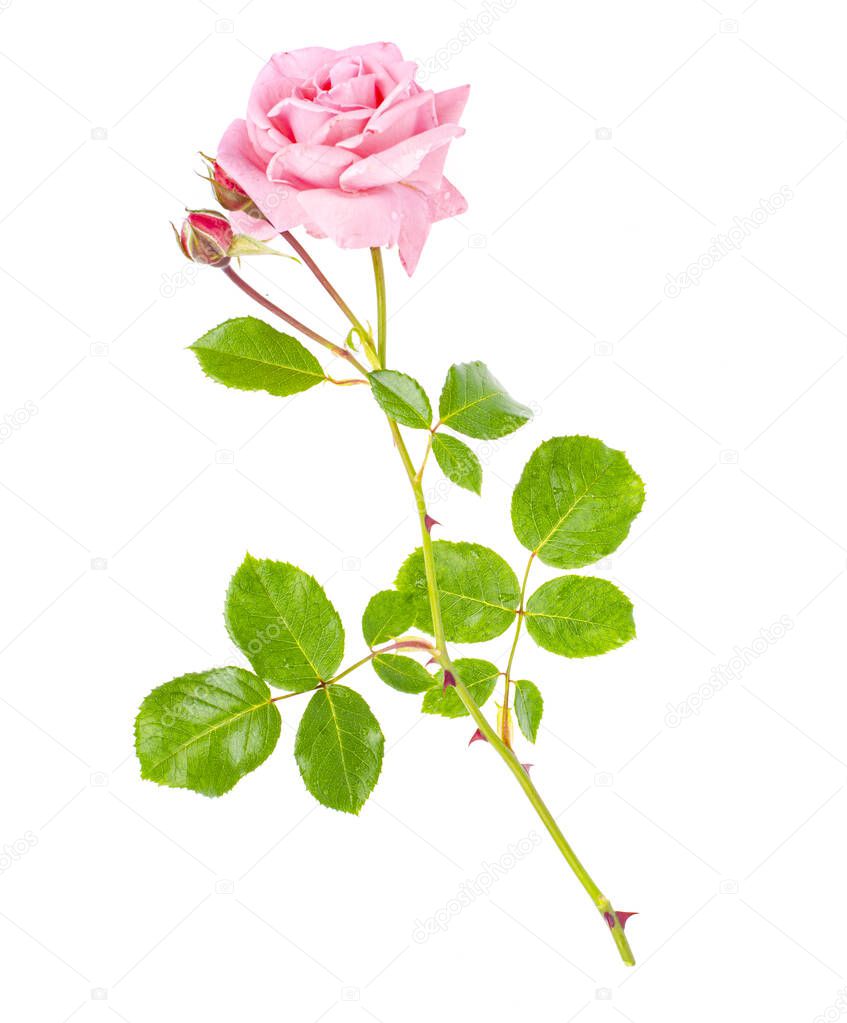 Single tender pink rose isolated on white background. Studio Photo