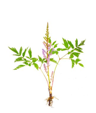 Köklü ve pembe ciltli Astilba çekimi. Stüdyo Fotoğrafı