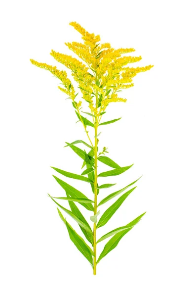 Plantera Blommande Gul Solidago Ogräs Studiofoto — Stockfoto