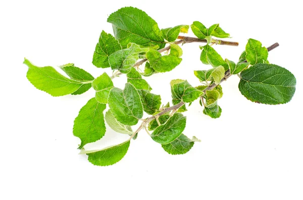 Appelboomtwijgen Met Zieke Bladeren Foto Van Studio — Stockfoto