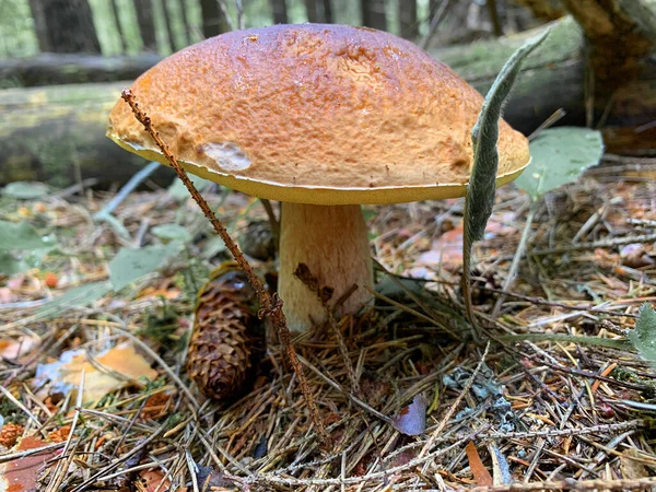 Edible mushroom white boletus grows in forest. Photo