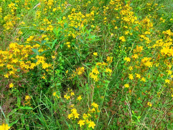 Hypericum Perforatum Crece Campo Plantas Medicinales Foto — Foto de Stock