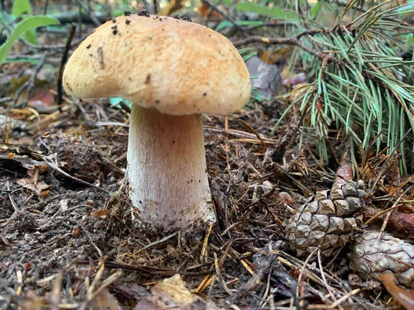 可食用的蘑菇白花生长在森林里 — 图库照片
