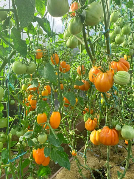 Rode Tomaten Groeien Rijpen Struiken Kas — Stockfoto