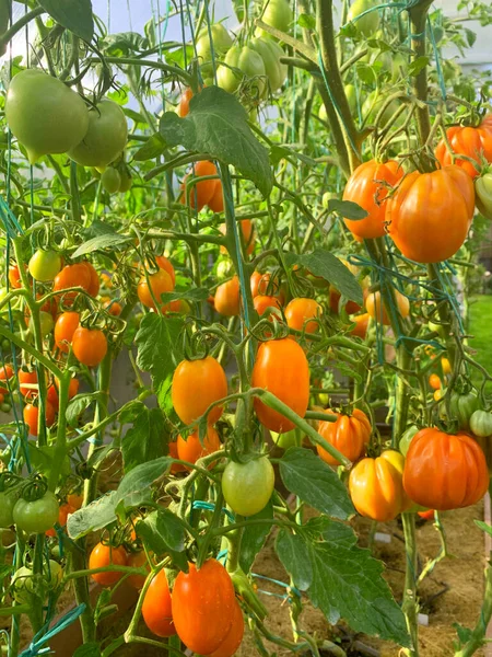 Rode Tomaten Groeien Rijpen Struiken Kas — Stockfoto