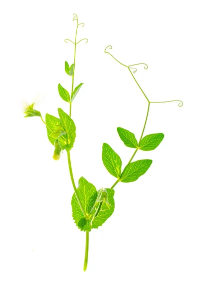 Vainas Brotes Guisantes Verdes Aislados Sobre Fondo Blanco Estudio Foto — Foto de Stock