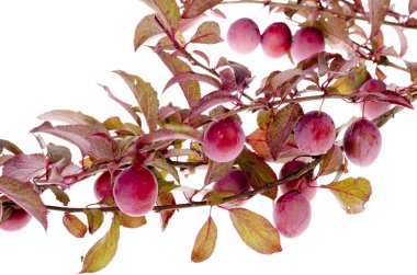 Beyaz arka planda Prunus cerasifera 'Pissardii' şubesi. Stüdyo Fotoğrafı
