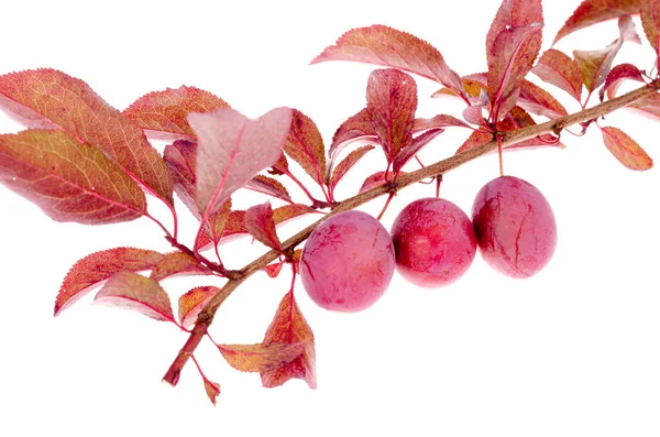 Prunus Cerasifera Pissardii Branch White Background Studio Photo — Stock Photo, Image