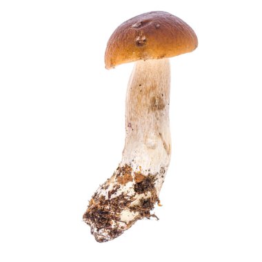 Doğal taze orman mantarı, boletus. Stüdyo Fotoğrafı