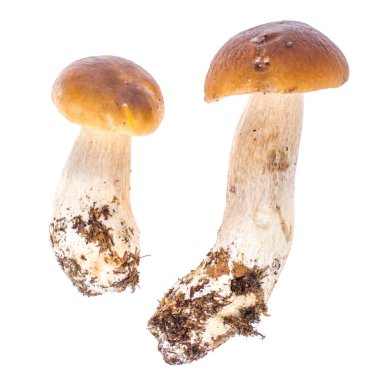 Doğal taze orman mantarı, boletus. Stüdyo Fotoğrafı