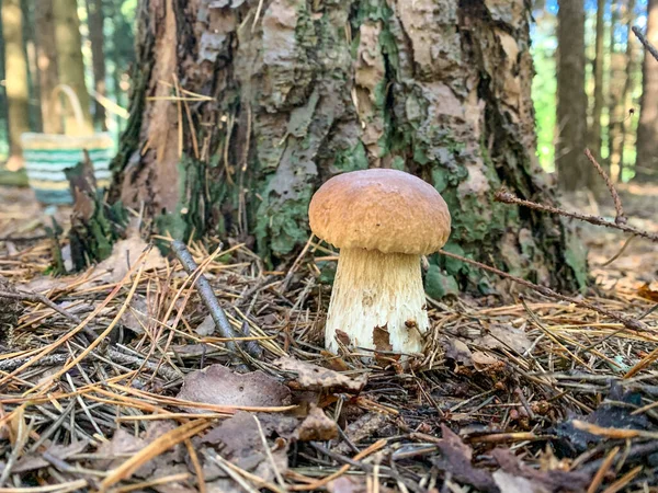 Seta Boletus Fresca Comestible Que Crece Sobre Musgo Bosque Estudio — Foto de Stock