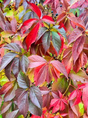 Arka plan, sonbaharın dokusu Partenocissus 'un parlak renkli yaprakları.