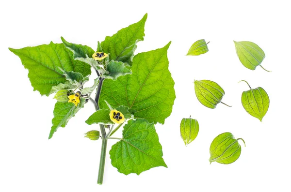 Physalis Tak Met Groene Bladeren Onrijpe Vruchten Witte Achtergrond Foto — Stockfoto