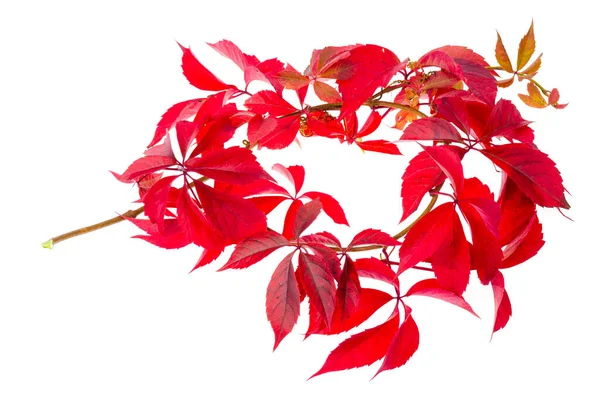 Ветвь Красными Осенними Листьями Parthenocissus Изолированы Белом Фоне Фото — стоковое фото