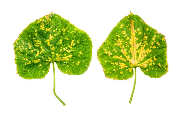 Green cucumber leaf damaged by diseases and pests. Studio Photo — Stock Image Green Cucumber Leaf Damaged Diseases Pests Studio Photo Royalty Free Stock Images