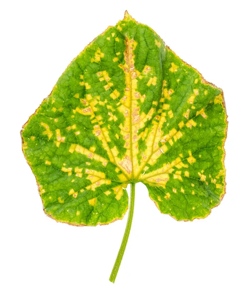 Green cucumber leaf damaged by diseases and pests. Studio Photo — Stock Image Green Cucumber Leaf Damaged Diseases Pests Studio Photo Royalty Free Stock Photos
