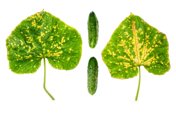 Green cucumber leaf damaged by diseases and pests. Studio Photo — Stock Image Green Cucumber Leaf Damaged Diseases Pests Studio Photo Stock Picture