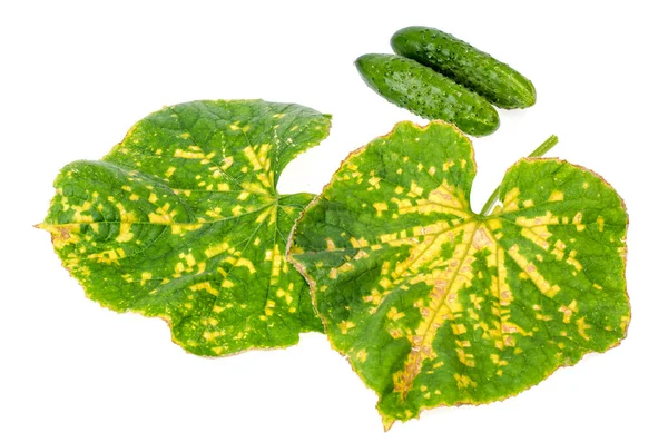 Green cucumber leaf damaged by diseases and pests. Studio Photo — Stock Image Green Cucumber Leaf Damaged Diseases Pests Studio Photo Stock Photo