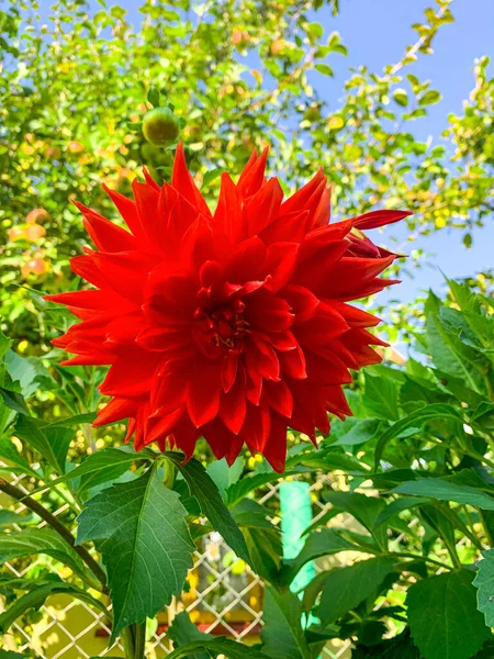 Einzelne Entzückende Blühende Rote Garten Dahlie Blume — Stockfoto