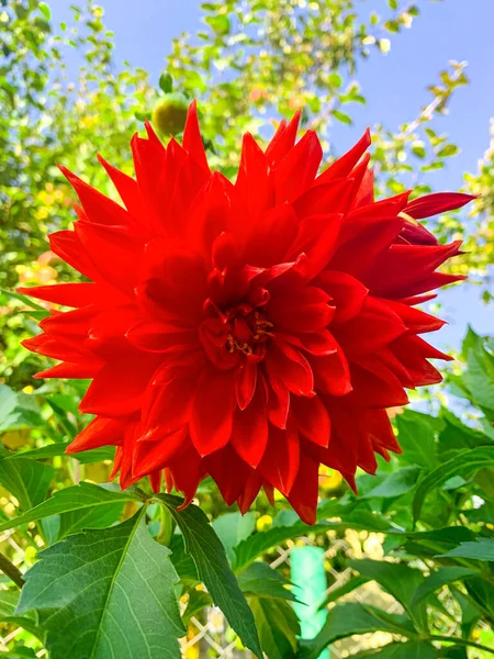 Одинокий Очаровательный Цветущий Красный Цветок Георгины — стоковое фото
