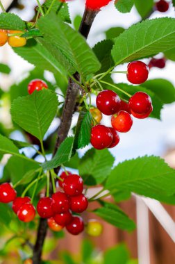 Kiraz kırmızısı, ağaç dalında olgunlaşmış kirazlar..