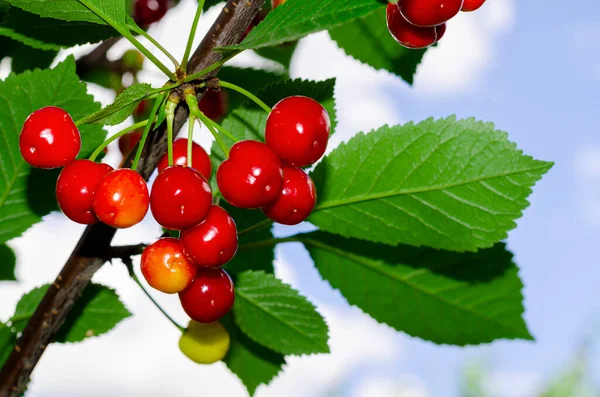 Red Berries Cherry Cherries Ripen Tree Branch — Stock Photo, Image