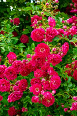 Çiçekli arka plan, çiçeklerin dekoratif dokusu ve pembe gül yaprakları.