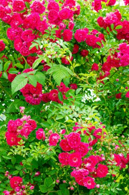 Çiçekli arka plan, çiçeklerin dekoratif dokusu ve pembe gül yaprakları.