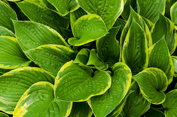 Green Hosta flowers and leaves. Studio Photo.