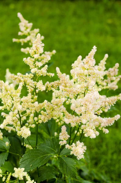 Πολύχρωμα Λουλούδια Και Φύλλα Astilbe Φωτογραφία Στούντιο — Φωτογραφία Αρχείου