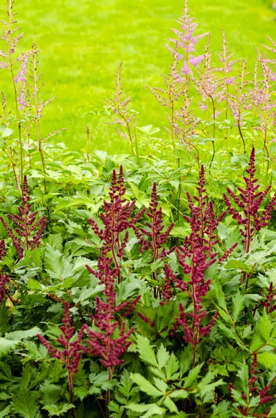 Flores Coloridas Hojas Astilbe Estudio Foto —  Fotos de Stock