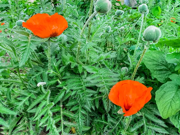 Fondo Floral Amapola Decorativa Roja Creciendo Jardín — Foto de Stock