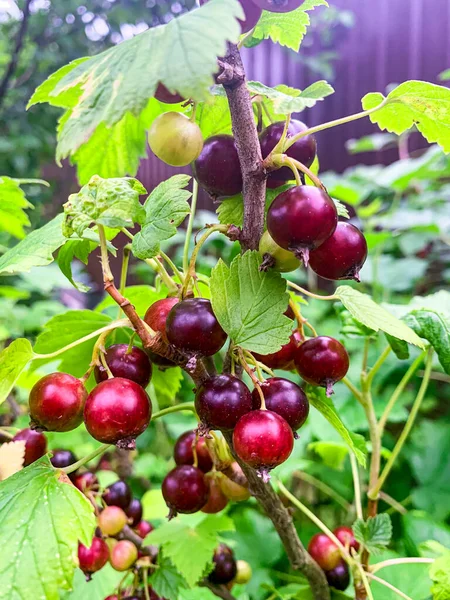 Blackcurrant Berries Ripen Bush Growing Outdoors — Stock Photo, Image