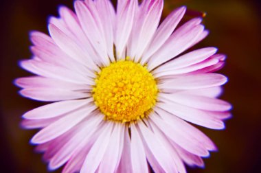 Daisy Bahar Pembesi Küçük 