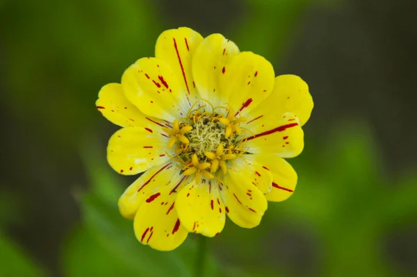 Pikny Kwiat Moim Ogrodzie Soneczny Dzie — Stock Photo, Image