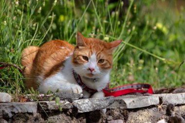 Evcil ile yürümek. Yeşil çim yakın oturan beyaz-kırmızı, yerli kedi