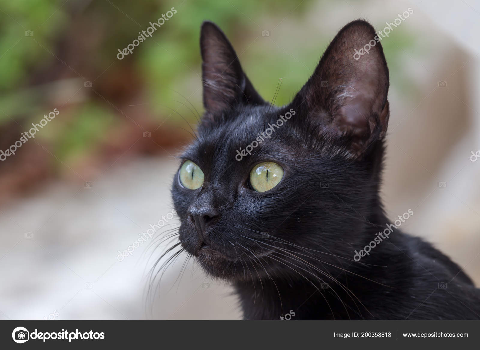 Das Porträt Einer Schwarzen Katze Mit Grünen Augen