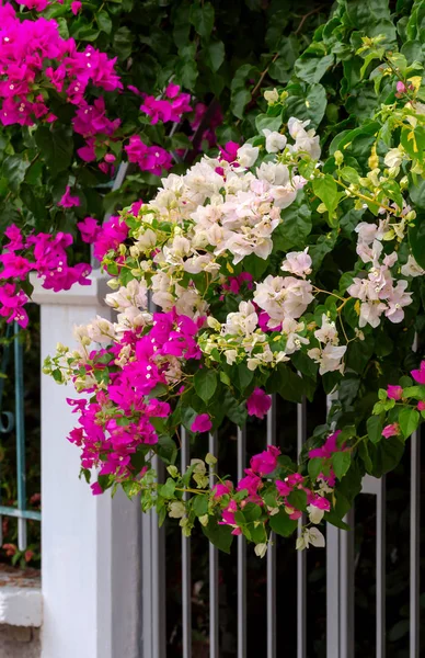 The bright, decorative plant (Bougainvillea) blossoms near the gate close-up.