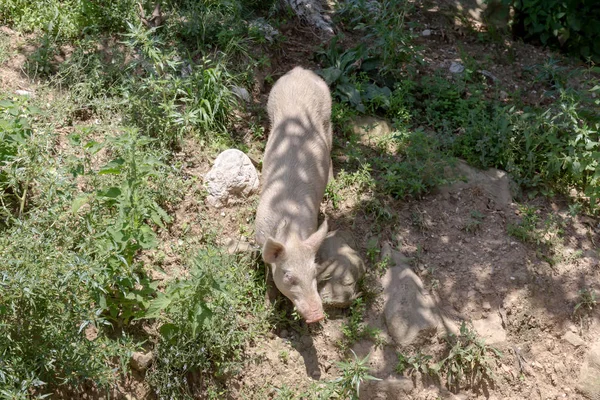 Pig Freely Grazes Mountainous Terrain Forest Summer Day Close Region — Stock Photo, Image