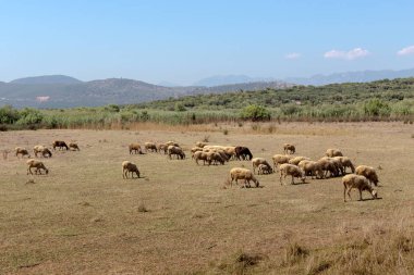 Bir dağ çayır çimen ile güneşli bahar akşamı (Epirus, Yunanistan otlatma koyun sürüsü).