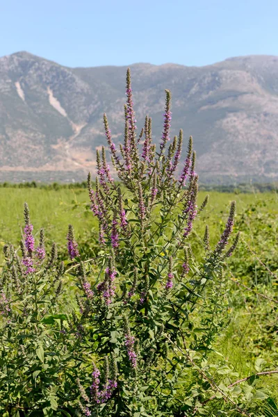 Healing Plant Lythrum Salicaria Pink Flowers Grows Mountain Meadow Sunny — Stock Photo, Image