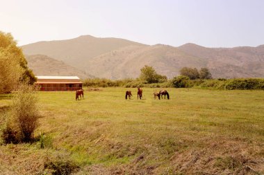 Bir dağ çayır çimen ile güneşli bahar akşamı (Epirus, Yunanistan otlatma at sürüsü).