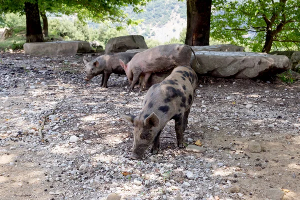 Porco Pastoreia Livremente Terreno Montanhoso Floresta Dia Verão Close Região — Fotografia de Stock